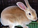 Mini Rex Rabbits! - Mini Rex Rabbit