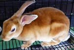 Mini Rex Rabbits! - Mini Rex Rabbit