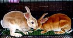 Mini Rex Rabbits! - Mini Rex Rabbit