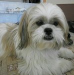 Shih Tzu - Shih Tzu Dog