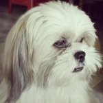 Shih Tzu - Shih Tzu Dog