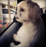 Shih Tzu - Shih Tzu Dog