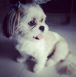 Shih Tzu - Shih Tzu Dog