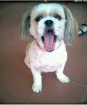 Shih Tzu - Shih Tzu Dog