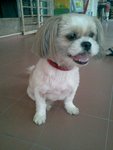 Shih Tzu - Shih Tzu Dog