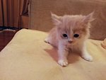 No Name - Persian Cat