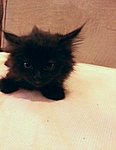 No Name - Persian Cat