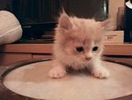 No Name - Persian Cat