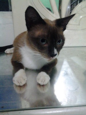 Ying - Snowshoe Cat