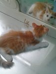 Dina - Turkish Van + Domestic Long Hair Cat