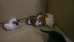 4 Abysian Guinea Pig...fullset - Guinea Pig Small & Furry