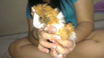 4 Abysian Guinea Pig...fullset - Guinea Pig Small & Furry