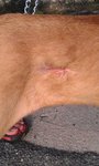 Wound healing - many follow ups needed.