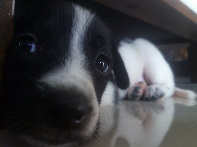 Lily - Border Collie Dog