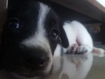 Lily - Border Collie Dog