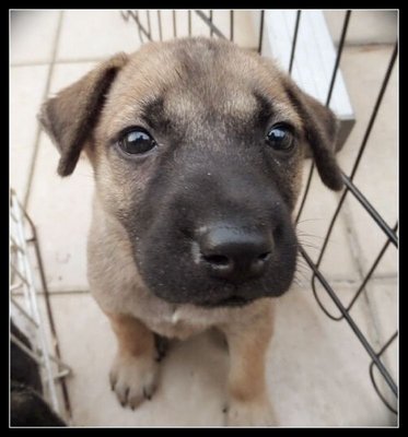 Buttons - Terrier Mix Dog