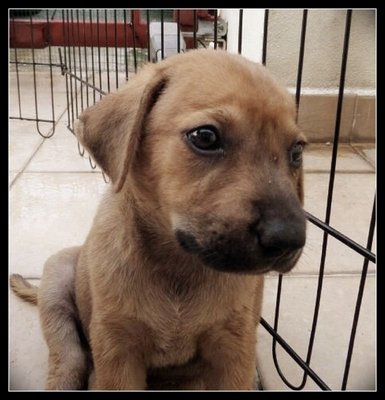 Odie - Terrier Mix Dog