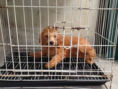 PF47822 - Poodle Dog