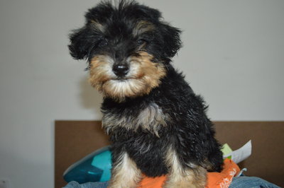 Schnauzer Puppies - Schnauzer + Poodle Dog