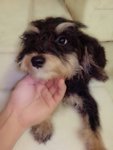 Schnauzer Puppies - Schnauzer + Poodle Dog