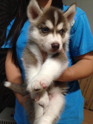 Red White Siberian Husky Blue Eyes - Siberian Husky Dog