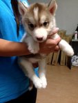 Red White Siberian Husky Blue Eyes - Siberian Husky Dog