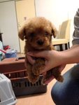 Mini Small Size Poodle With Mka  - Poodle Dog