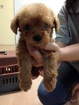 Mini Small Size Poodle With Mka  - Poodle Dog