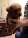 Mini Small Size Poodle With Mka  - Poodle Dog