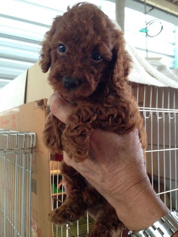 Mini Small Size Poodle With Mka  - Poodle Dog