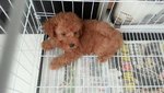 Hachi - Poodle Dog