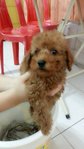 Hachi - Poodle Dog