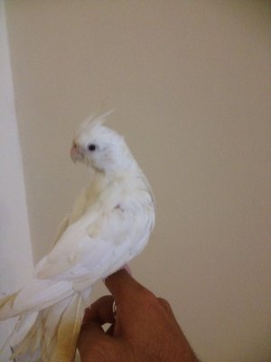 Tame Cockatiel - Cockatiel Bird