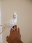 Tame Cockatiel - Cockatiel Bird