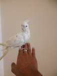 Tame Cockatiel - Cockatiel Bird