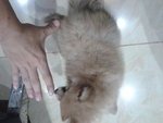 Tiny Mka Pomeranian In Low Price - Pomeranian Dog