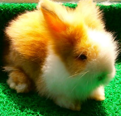 Coco, White, Brokie - Angora Rabbit Rabbit