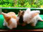 Coco, White, Brokie - Angora Rabbit Rabbit