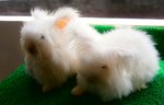 Coco, White, Brokie - Angora Rabbit Rabbit