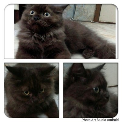 Boy - Persian Cat