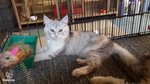 Elindaj23 - Maine Coon + Persian Cat