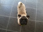 Puggy - Pug Dog