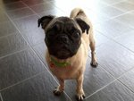 Puggy - Pug Dog