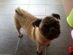 Puggy - Pug Dog