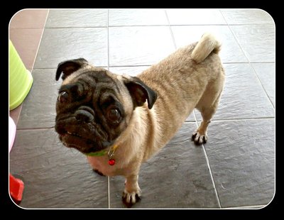 Puggy - Pug Dog