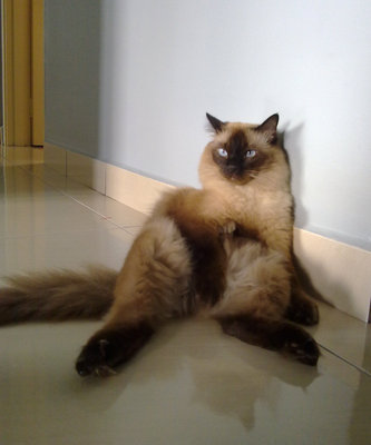 PF47881 - Burmese Cat