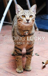 Lucky - Domestic Short Hair Cat