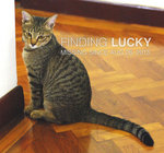 Lucky - Domestic Short Hair Cat