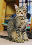 Lucky - Domestic Short Hair Cat