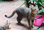 Lucky - Domestic Short Hair Cat